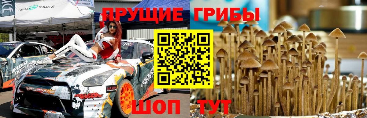 Псилоцибиновые грибы мицелий Солнечногорск